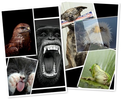 "Collage" ̕\